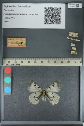 Media type: image;   Entomology 179947
